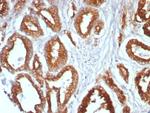 CD107a/Lysosomal associated membrane protein 1 (LAMP1) Antibody in Immunohistochemistry (Paraffin) (IHC (P))