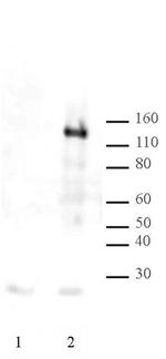 LexA DNA-binding Domain Antibody in Western Blot (WB)
