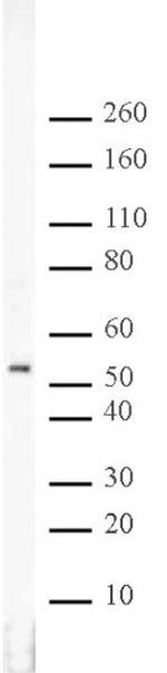 RbAp46/48 Antibody in Western Blot (WB)
