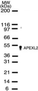 APEXL2 Antibody in Western Blot (WB)