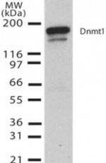 DNMT1 Antibody in Western Blot (WB)