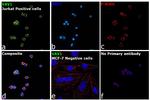 VAV1 Antibody in Immunocytochemistry (ICC/IF)