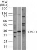 HDAC11 Antibody in Western Blot (WB)
