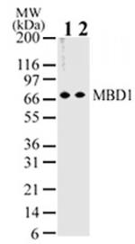 MBD1 Antibody in Western Blot (WB)