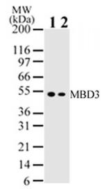 MBD3 Antibody in Western Blot (WB)