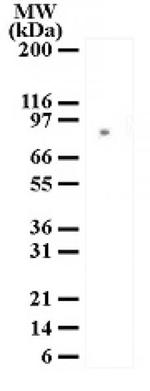 MRE11 Antibody in Western Blot (WB)