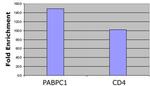 Histone H4ac (pan-acetyl) Antibody in ChIP Assay (ChIP)