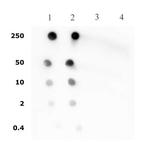 Histone H4ac (pan-acetyl) Antibody in Dot Blot (DB)