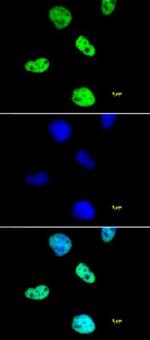 Histone H4ac (pan-acetyl) Antibody in Immunocytochemistry (ICC/IF)