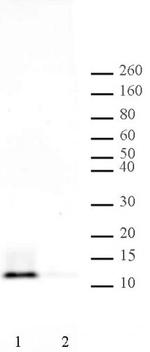 Histone H4ac (pan-acetyl) Antibody in Western Blot (WB)