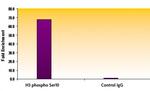 Phospho-Histone H3 (Ser10) Antibody in ChIP Assay (ChIP)