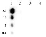 Phospho-Histone H3 (Ser10) Antibody in Dot Blot (DB)