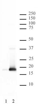 Phospho-Histone H3 (Ser10) Antibody in Western Blot (WB)