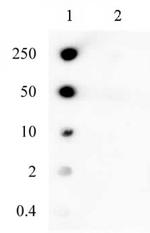Phospho-Cyk-4 (Ser170) Antibody in Dot Blot (DB)