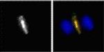 Phospho-Cyk-4 (Ser170) Antibody in Immunocytochemistry (ICC/IF)