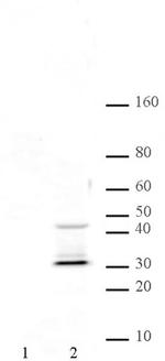 Phospho-Cyk-4 (Ser170) Antibody in Western Blot (WB)