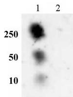Phospho-Histone H2A (Ser129) Antibody in Dot Blot (DB)