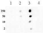 Histone H3K56me2 Antibody in Dot Blot (DB)