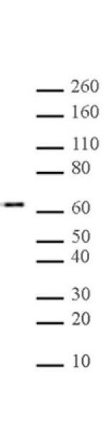 Myc-Tag Antibody in Western Blot (WB)