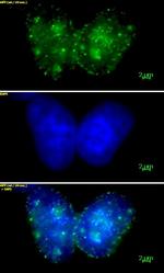 Histone H3K9me3 Antibody in Immunocytochemistry (ICC/IF)