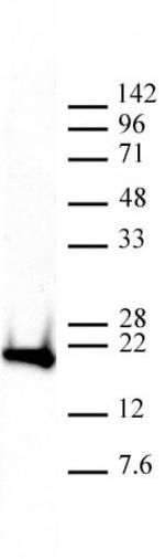 Histone H3K9me3 Antibody in Western Blot (WB)