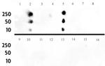 Histone H3K4me1 Antibody in Dot Blot (DB)
