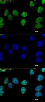Histone H3K4me1 Antibody in Immunocytochemistry (ICC/IF)