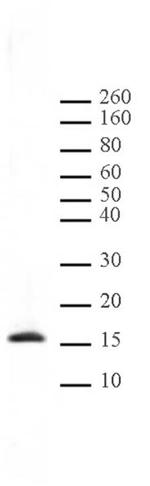 Histone H3K4me1 Antibody in Western Blot (WB)