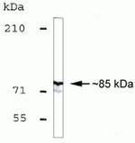MLH1 Antibody in Western Blot (WB)