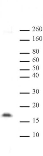 Histone H3K14me2 Antibody in Western Blot (WB)