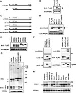 PPP2R5C Antibody in Western Blot (WB)