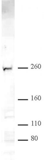 CHD2 Antibody in Western Blot (WB)