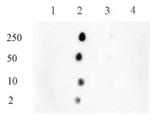 Histone H3K122me1 Antibody in Dot Blot (DB)