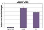 NFkB p65 Antibody in Western Blot (WB)