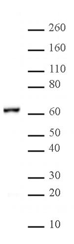 NFkB p65 Antibody in Western Blot (WB)