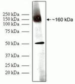 PODXL Antibody in Western Blot (WB)