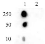 Phospho-Histone H2A (Thr120) Antibody in Dot Blot (DB)