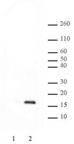 Phospho-Histone H2A (Thr120) Antibody in Western Blot (WB)