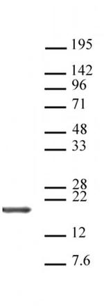 Histone H3, C-terminal Antibody in Western Blot (WB)