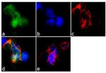 TCL1A Antibody in Immunocytochemistry (ICC/IF)