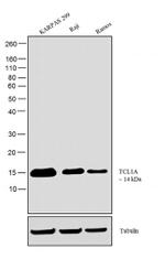 TCL1A Antibody in Western Blot (WB)