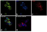 TCL1A Antibody in Immunocytochemistry (ICC/IF)