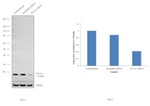 TCL1A Antibody in Western Blot (WB)