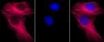 alpha Tubulin Antibody in Immunocytochemistry (ICC/IF)