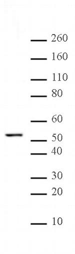 alpha Tubulin Antibody in Western Blot (WB)