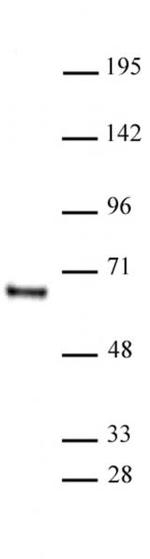 HDAC1 Antibody in Western Blot (WB)