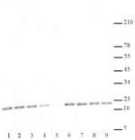 Histone H3K27me2me3 Antibody in Western Blot (WB)