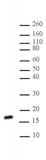 Histone H3K27me2me3 Antibody in Western Blot (WB)
