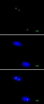 Nucleolin Antibody in Immunocytochemistry (ICC/IF)
