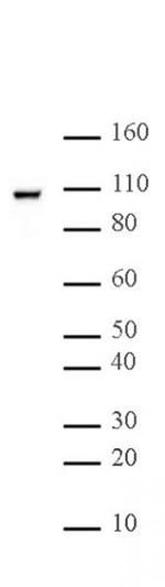 Nucleolin Antibody in Western Blot (WB)